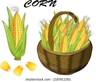 Basket and corn the cob Vector illustration and grains   ears corn in basket transparent background 