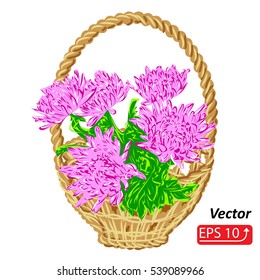 Basket with flowers asters,  isolated on white background, vector illustration.