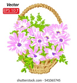 Basket with flowers pink daisy,  isolated on white background, vector illustration.