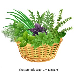 Basket of fresh herbs: arugula, dill, parsley, green chives, oregano, green and purple basil, thyme, rosemary. Vector illustration.