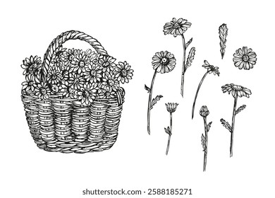 Basket full of daisies flowers sketch outline illustration. Daisy flowers botanical spring doodle drawing in engraving style. Hand drawn vector line art clipart