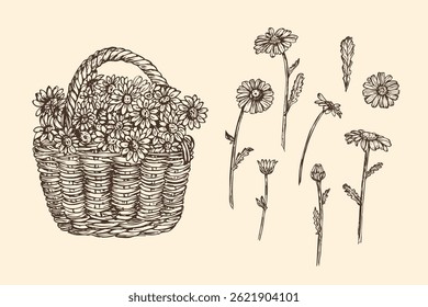 Basket full of daisies flowers sketch outline illustration. Daisy flowers botanical spring doodle drawing in engraving style. Hand drawn vector line art clipart
