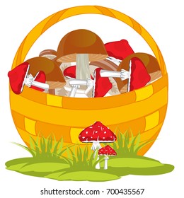 Basket full mushroom on white background is insulated