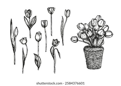 Basket full of tulips flowers sketch outline illustration. Tulip flowers botanical spring doodle drawing in engraving style. Hand drawn vector line art clipart