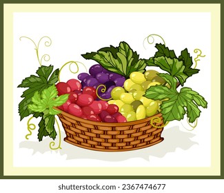 Basket with grapes in a frame.Vector illustration with multi-colored grapes in a wicker basket.