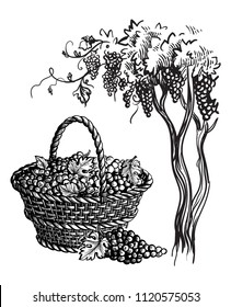 Basket with grapes and tree. Vector sketch illustration