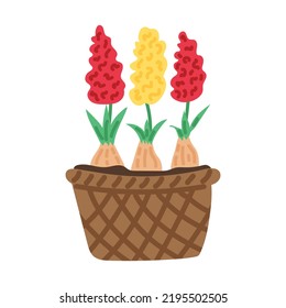 Basket with hyacinths. Spring collection. Flat vector illustration