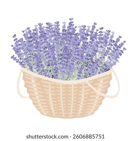 Basket with lavender flowers. Big bunch of fresh lavandula. Vector isolated illustration. Design element for Provence style