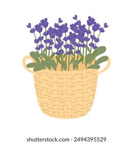 Basket with lavender. Hand drawn vector illustration isolated on white background in flat style.