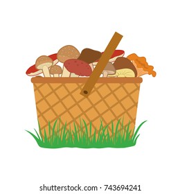 Basket of mushrooms on the grass, colored vector illustration