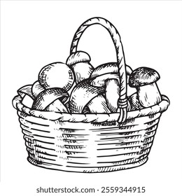 basket with mushrooms. Vector illustration in sketch style. vintage