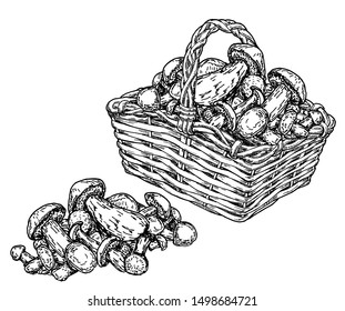 Basket with mushrooms. Vintage sketch background. Hand drawn design.