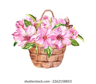 Basket with pink spring cherry blossom flowers. Romantic floral bunch on wooden rustic basket. Sakura apple, bouquet. Vector watercolor