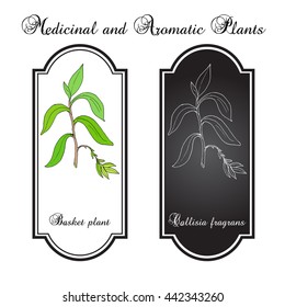 Basket plant (Callisia fragrans), medicinal plant. Hand drawn botanical vector illustration
