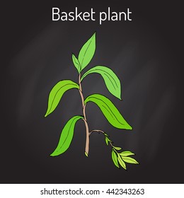 Basket plant (Callisia fragrans), medicinal plant. Hand drawn botanical vector illustration