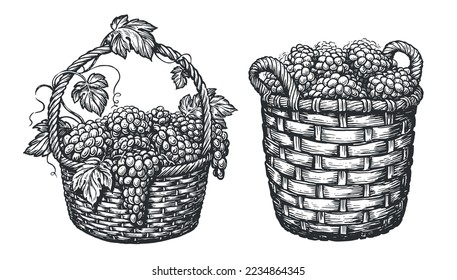 Basket with ripe grapes isolated on white. Vineyard concept. Sketch vector illustration in vintage engraving style