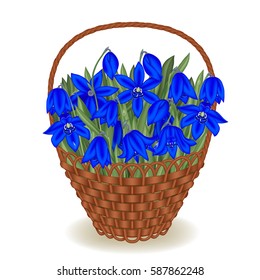 Basket with scylla. The first blue spring flowers with water drops. Realistic vector illustration.