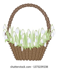 Basket with snowdrops. Color vector picture, spring flowers and greens.