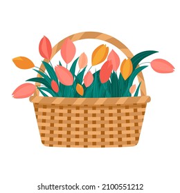 Basket with tulips. Spring illustration. Easter, International women's day, mother's day, valentine's day.