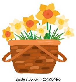 Basket with white and yellow narcissus. Hand drawn vector illustration. Suitable for stickers, greeting cards, gift paper.