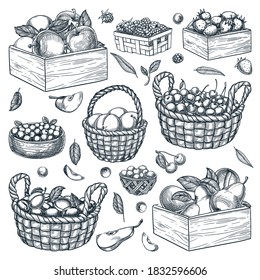 Baskets, wooden boxes, containers with berries and fruits isolated on white background. Hand drawn sketch vector illustration of raspberry, blueberry, strawberry, cranberry, peach and apple harvest