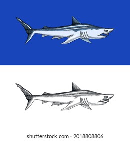 Tiburón peregrino o de arena. Animal depredador marino. Vida marina. Esbozo grabado a mano. Pescado oceánico. Ilustración vectorial para web, logotipo o camiseta.