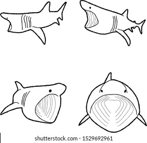 Basking Shark Animal Vector Illustration Hand Drawn Cartoon Art