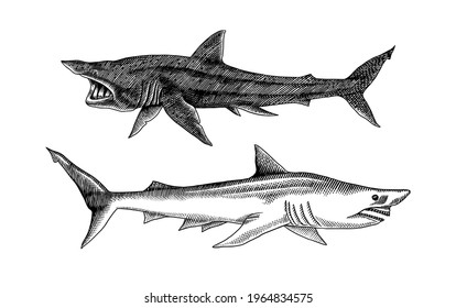 Basking shark and Sand shark. Marine predatory animal. Sea life. Hand drawn vintage engraved sketch. Ocean fish. Vector illustration for web, logo or t-shirt.