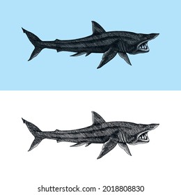 Basking shark and Sand shark. Marine predatory animal. Sea life. Hand drawn vintage engraved sketch. Ocean fish. Vector illustration for web, logo or t-shirt.