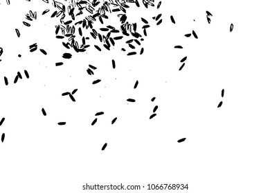Basmati rice close up. Rice background with white jasmine rice isolated, top view, food background. Vector.