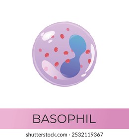 Basophilenzelle. Myeloische Systemzelle. Isoliertes Vektorsymbol