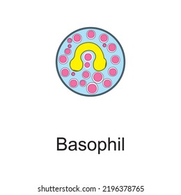 Basophil Cellular Schematic Structure Vector Illustration, Eps10 Icon