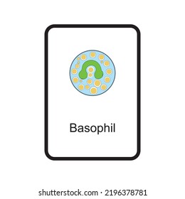 Basophil Cellular Schematic Structure Vector Illustration, Eps10 Icon