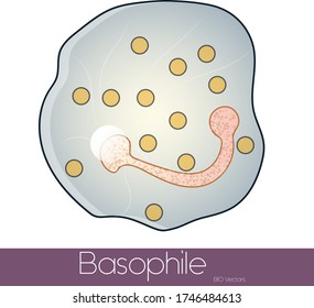 Basophil immune cell simple structure 