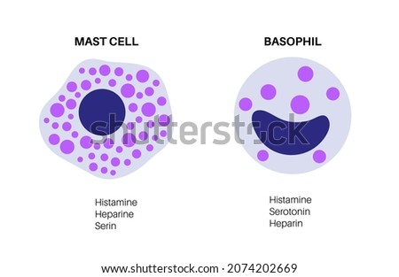 Basophil and mast cell icons. Centre of the adaptive humoral immune system. Mediating the production of antigen-specific immunoglobulin. Allergy reaction. Antibodies flat vector illustration.