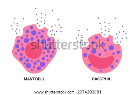 Basophil and mast cell icons. Centre of the adaptive humoral immune system. Mediating the production of antigen-specific immunoglobulin. Allergy reaction. Antibodies flat vector illustration.