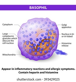 Basophil. responsible in inflammatory reactions and allergic symptoms. Contain heparin and histamine.