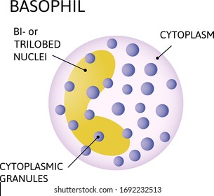 Basophil,  type of white blood cell. Consist of cytoplasmic granules, cytoplasm, Bilobed or trilobed nuclei. Vector medical illustration