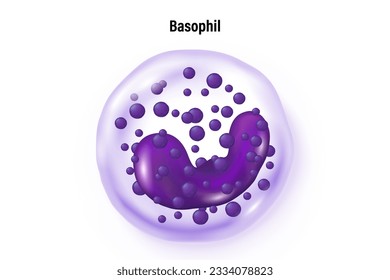 Basophil vector. Type of white blood cell. Blood cell types. Leukocyte. Medical education. 