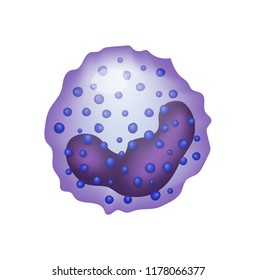 Basophil. White Blood cell.  Vector icon. Leukocytes