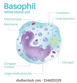 Basophil Are White Blood Cells.