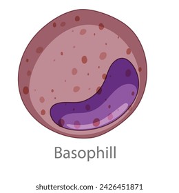 Basophill. Diagram of common stem cell types. Science banner isolated on background. Medical microscopic molecular conception. Premium Illustration file svg