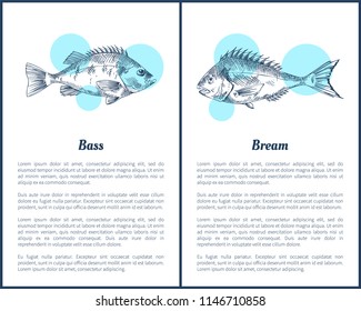 Bass and bream fish posters with headlines, text sample. Limbless cold-blooded vertebrate animal monochrome sketches outline, vector illustration
