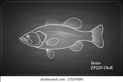 Bass fish chalk painted on chalkboard outline vector illustration