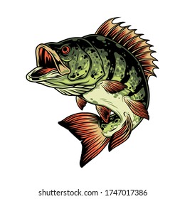 Bass fish colorful concept in vintage style isolated vector illustration