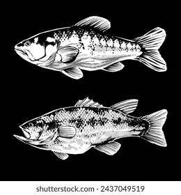 the bass fish illustration vector
