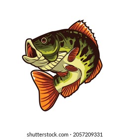 bass fish illustration vector design