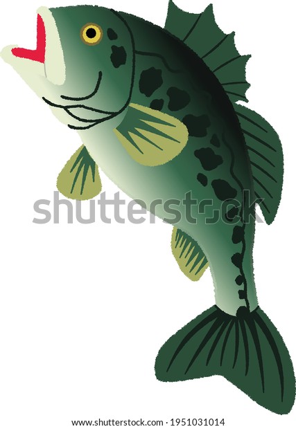 bass\
fish jumps out of water isolate realistic illustration. Big Large\
mouth Bass. perch fishing on a river or lake at the weekend.\
Isolated on a white background. Vector\
illustration.