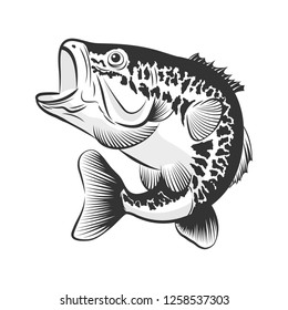 Bass fish line drawing style on white background. Design element for icon logo, label, emblem, sign, and brand mark.Vector illustration.