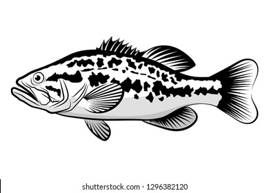 Largemouth Bass Images Stock Photos Vectors Shutterstock